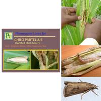Insect Lures For Maize Spotted Stalk Borer (Chilo Partellus)